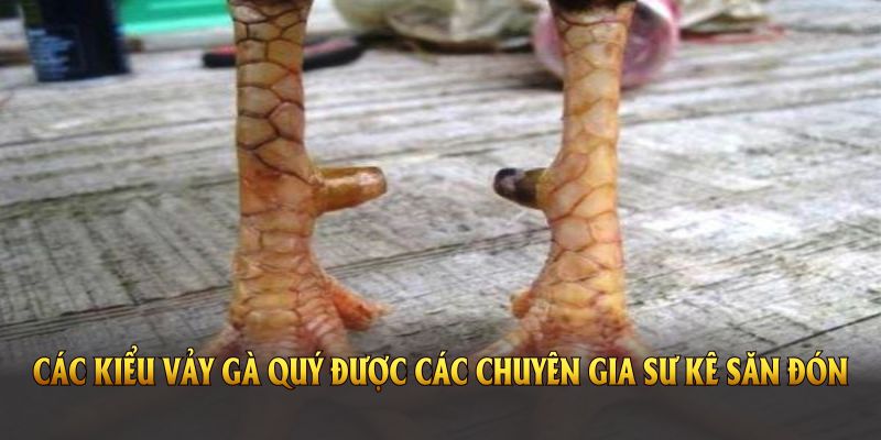 Các kiểu vảy gà quý được các chuyên gia sư kê săn đón