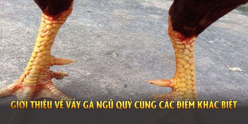 Giới thiệu về vảy gà ngũ quỷ cùng các điểm khác biệt