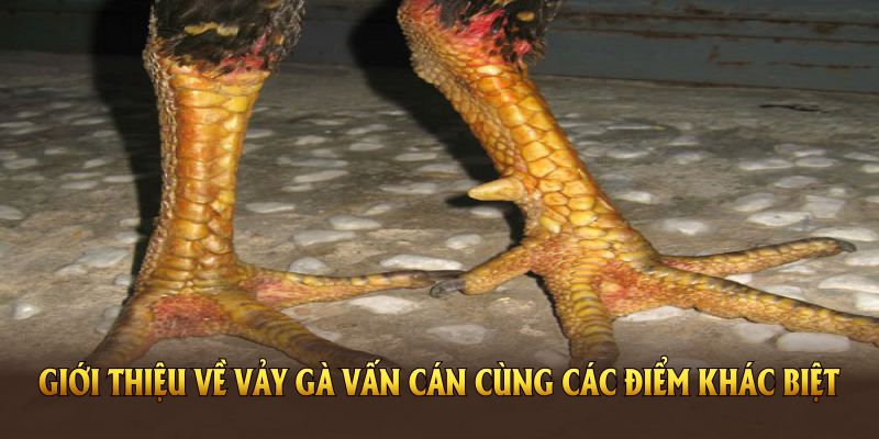 Giới thiệu về vảy gà vấn cán cùng các điểm khác biệt