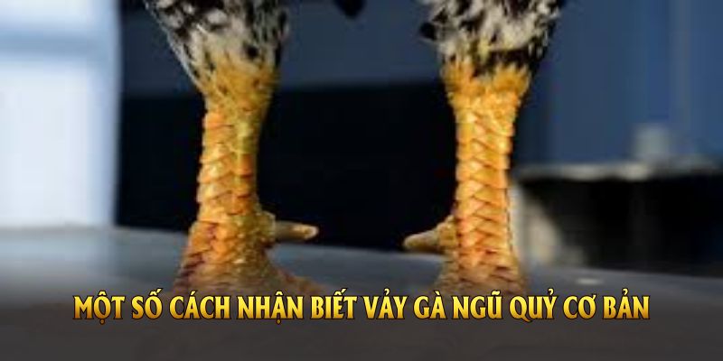 Một số cách nhận biết vảy gà ngũ quỷ cơ bản