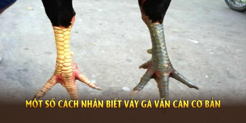 Một số cách nhận biết vảy gà vấn cán cơ bản