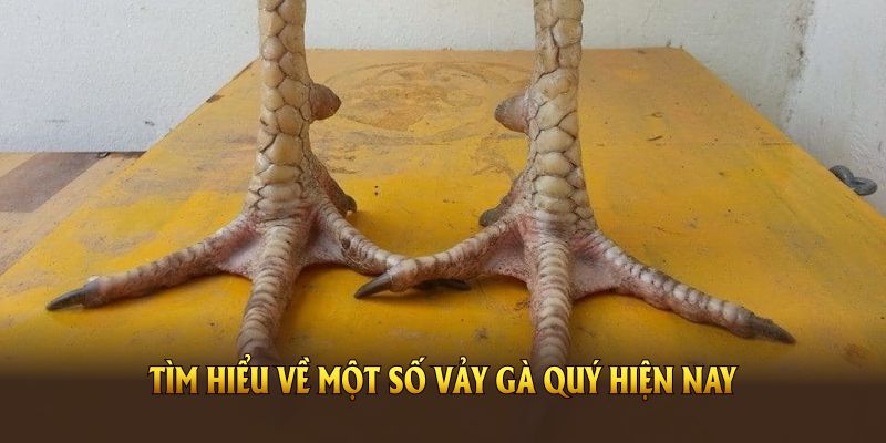 Tìm hiểu về một số vảy gà quý hiện nay