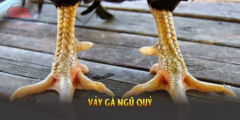 Vảy Gà Ngũ Quỷ
