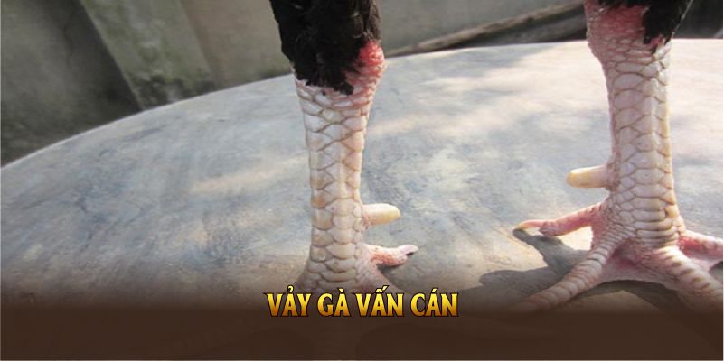 Vảy Gà Vấn Cán